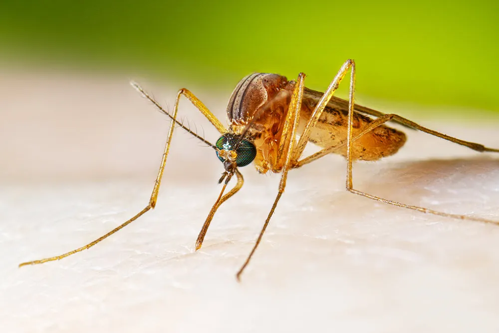 West Nile virus is primarily spread by mosquitoes